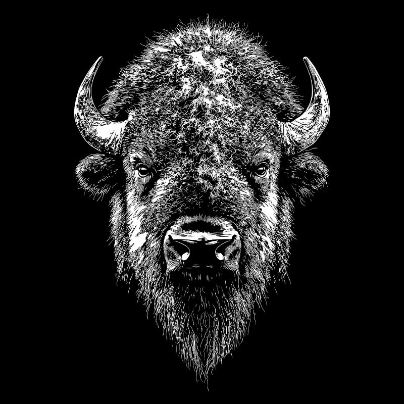 Bison, Bison, Bovins sauvages, Bison, Bison d’Amérique