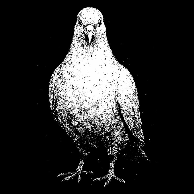 A pigeon