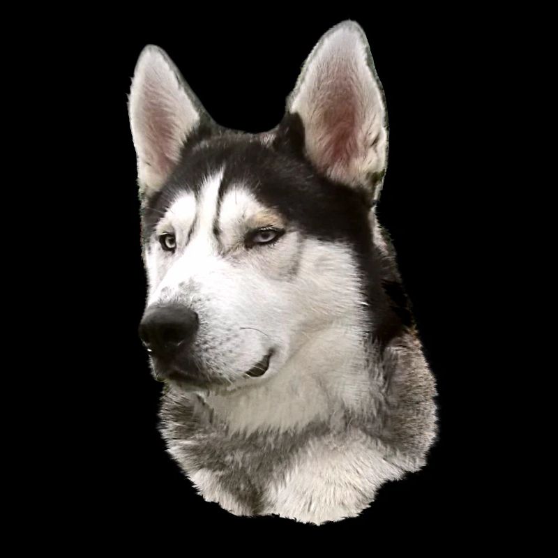 Visage husky Noir Blanc