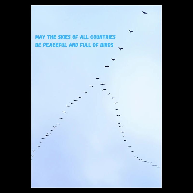 Des oiseaux dans le ciel