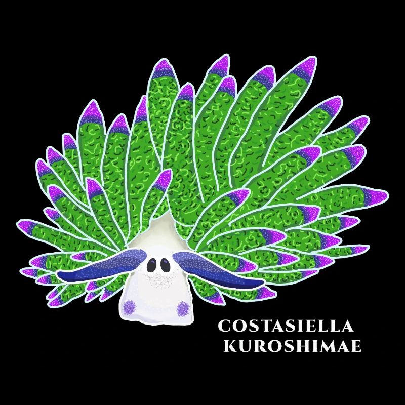 Leaf Sheep Snail, Drawing