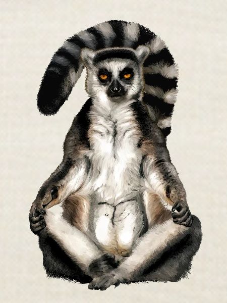 Lemur Katta