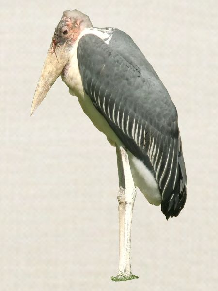 Marabu