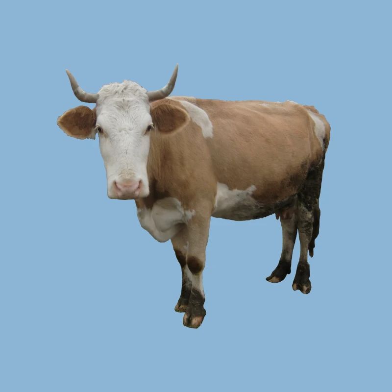 Cow
