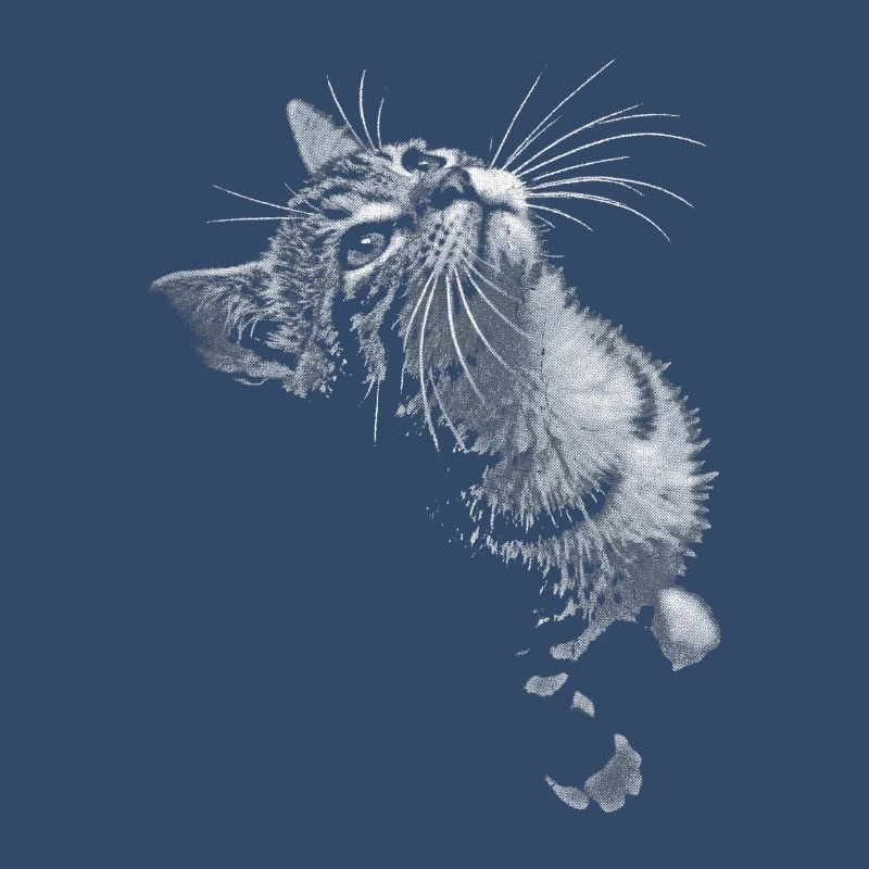 Graustufen Katzenschnurrer Blick