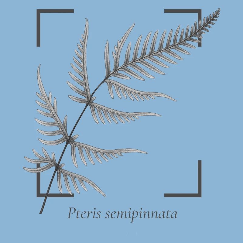 Fern leaf (Pteris semipinnata)