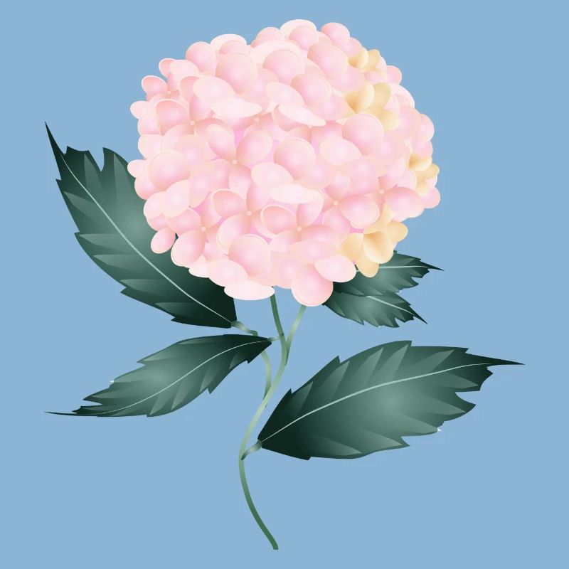 A delicate pink hydrangea - Fascinating flower