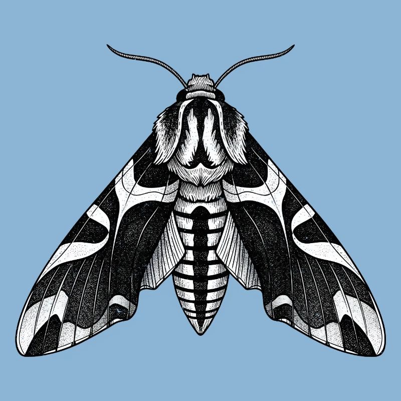 Moth Shadow Pattern Moth Black Moth
