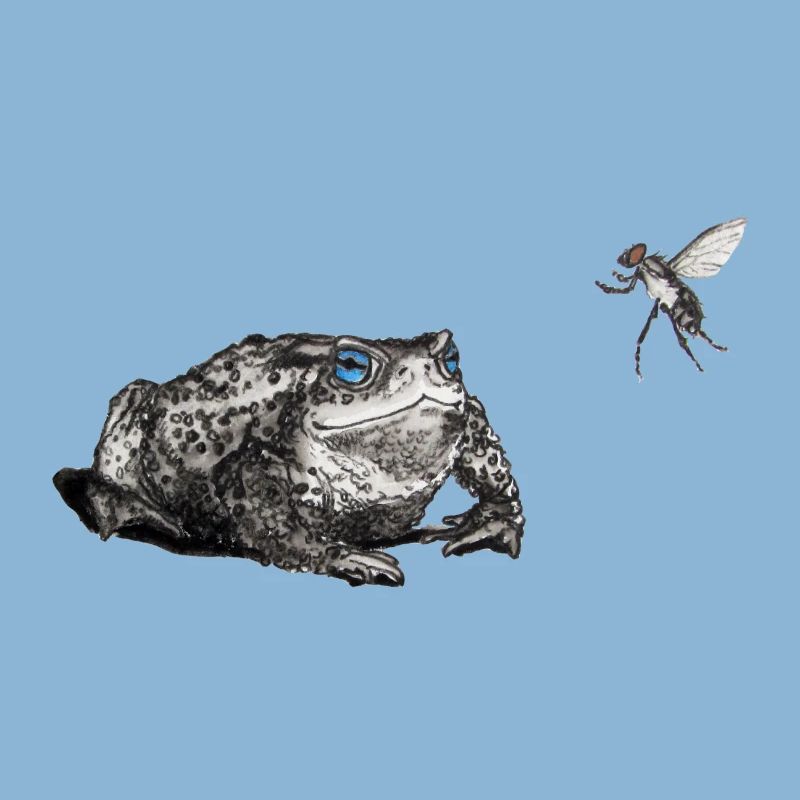 Toad and fly