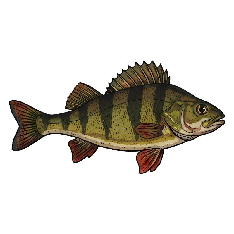 Realistic Perch Fish Vector
