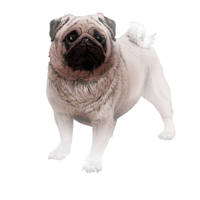 Pug