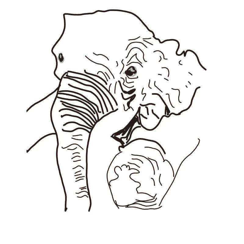 Elephant found Thailand