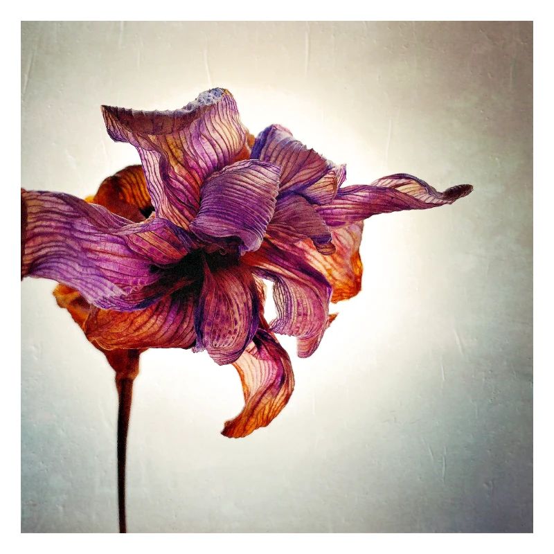 Withered Flower