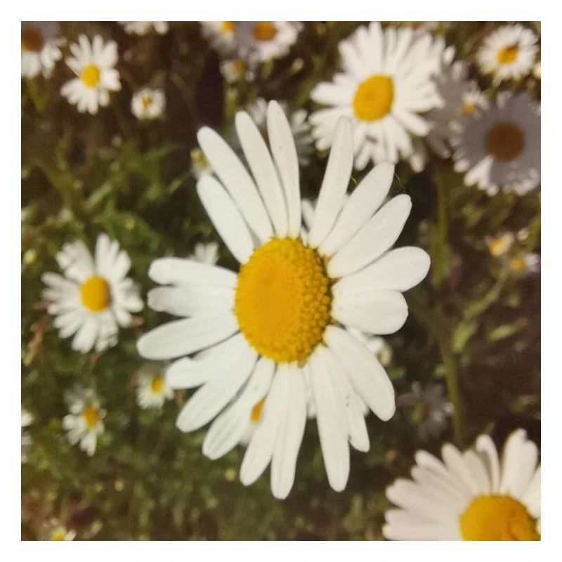 Daisies Sunlight
