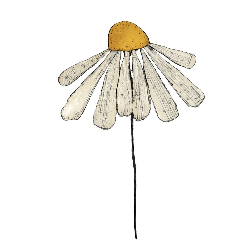 Gänseblümchen Minimal-Illustration