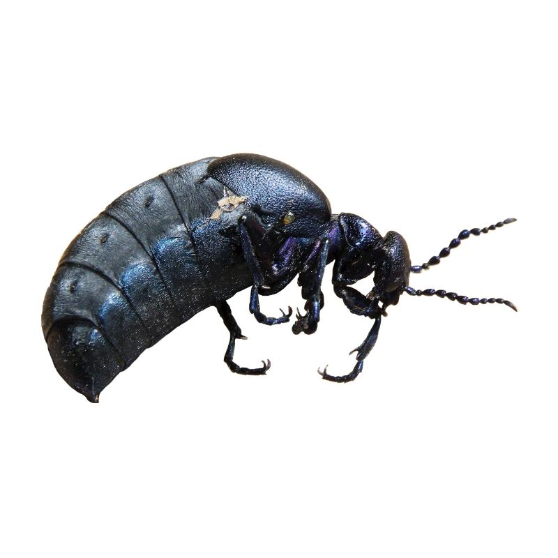 Insecte coléoptère