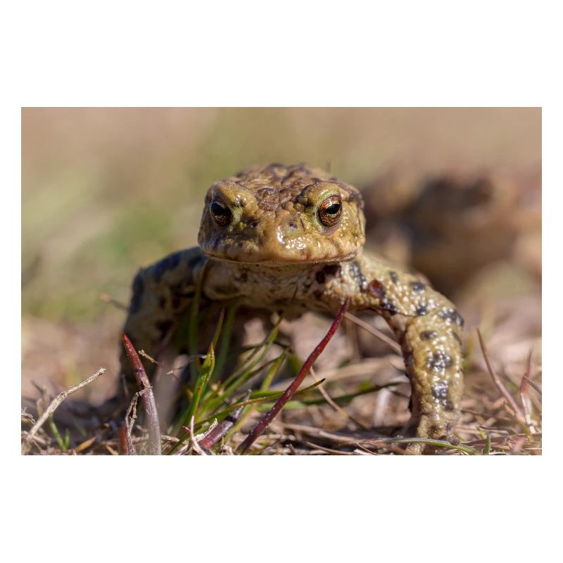 Gros plan d’un crapaud terrestre - Affiche