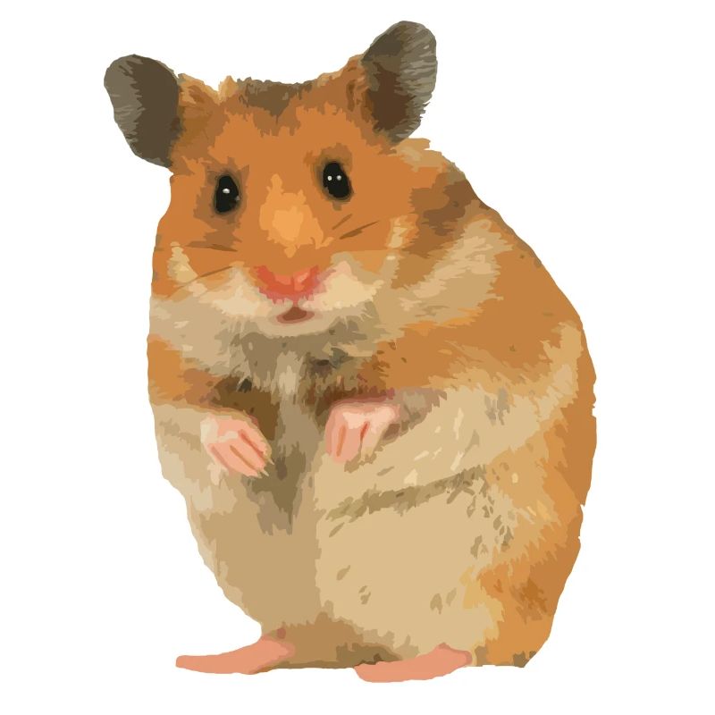 Hamster