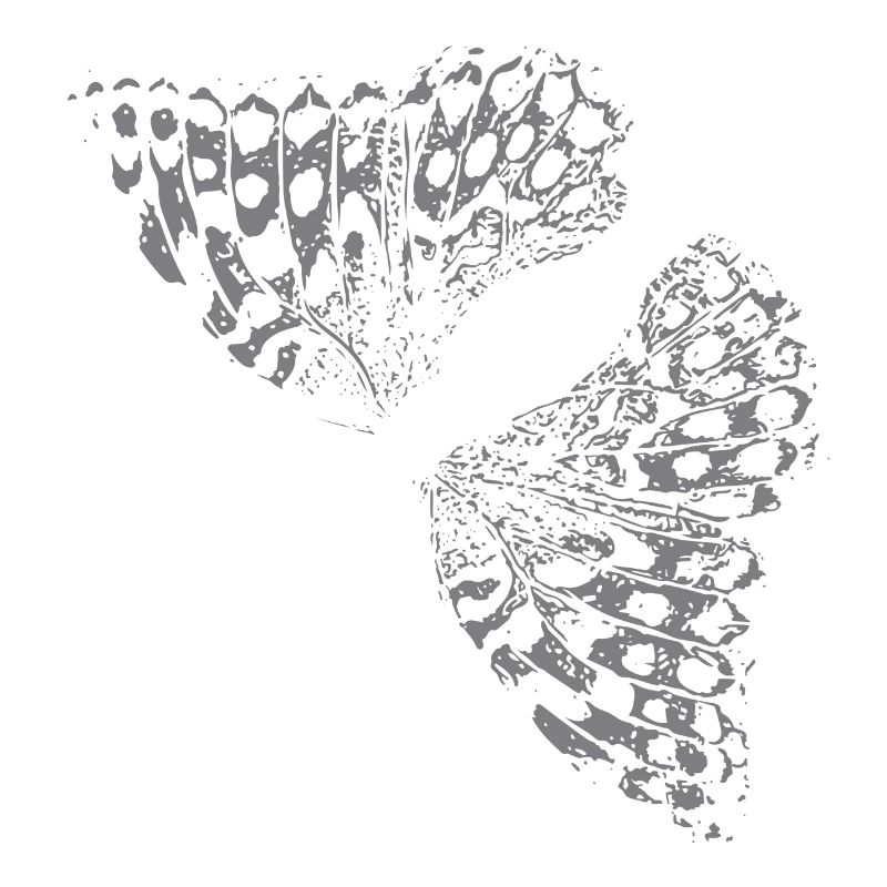 Aile de papillon Papillon Papillon