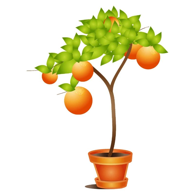Petit oranger en pot de fleurs