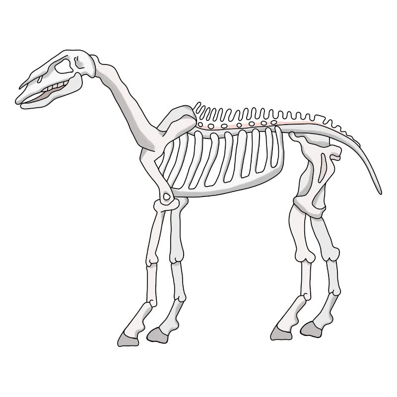 Ein Skelett eines Pferdes