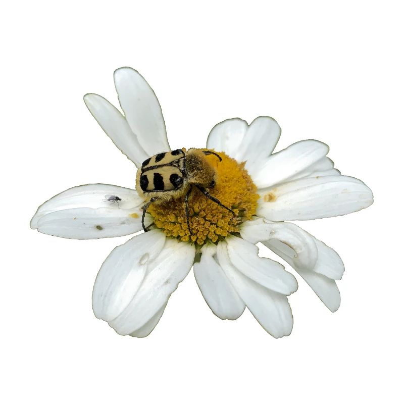 Bee chafer