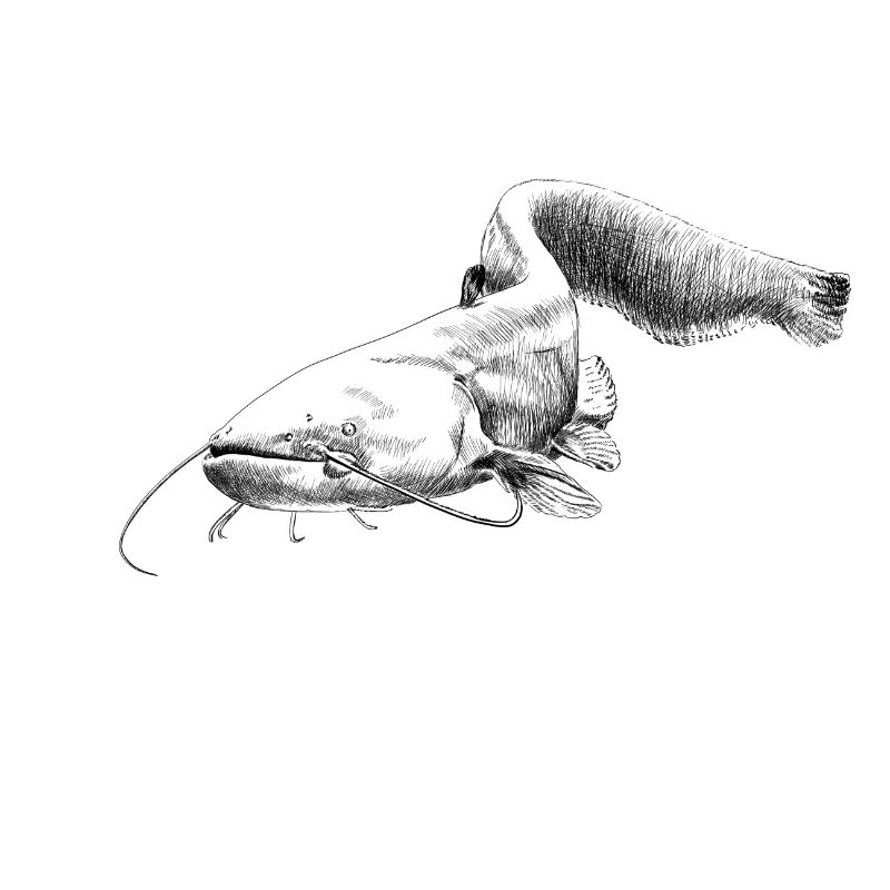 catfish