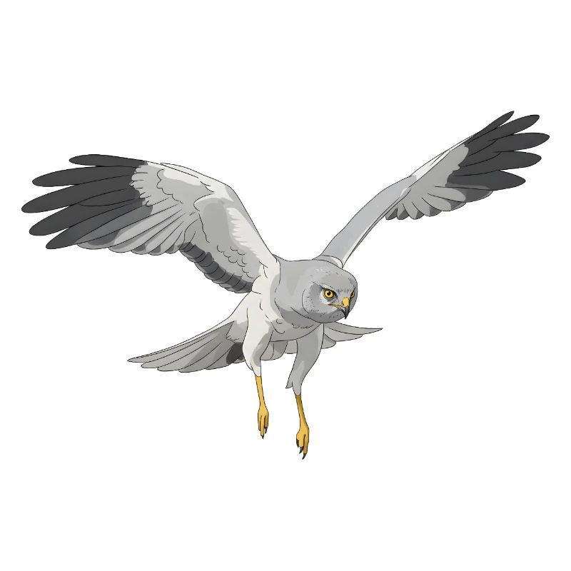 Hen Harrier Circus cyaneus