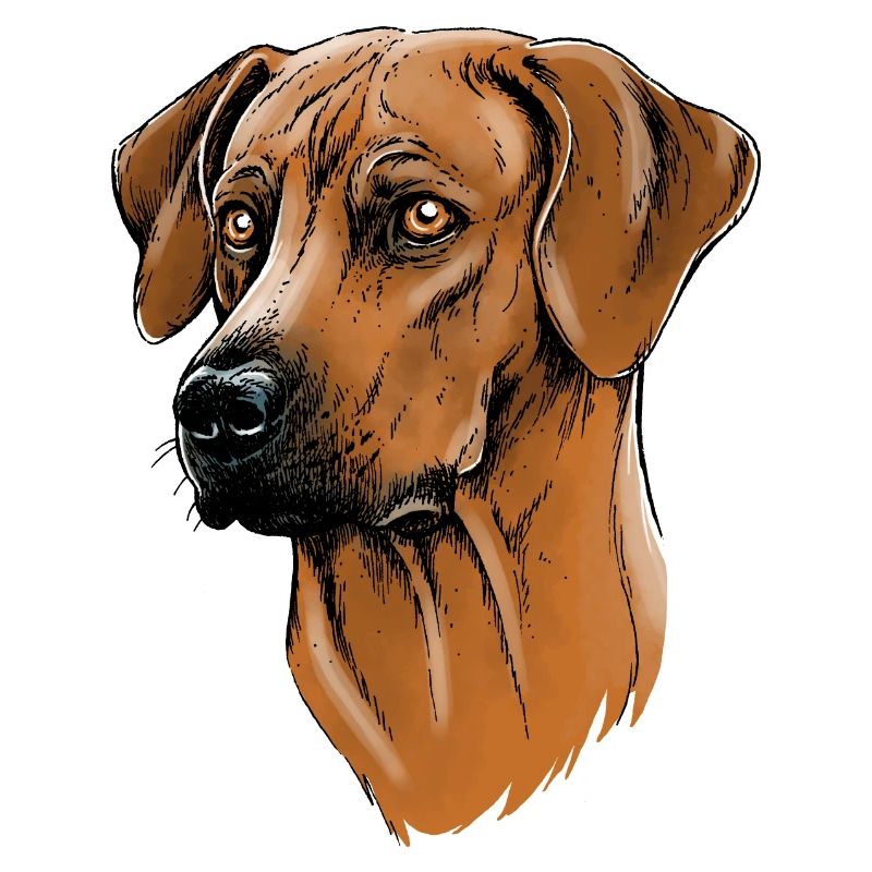 Rhodesian Ridgeback