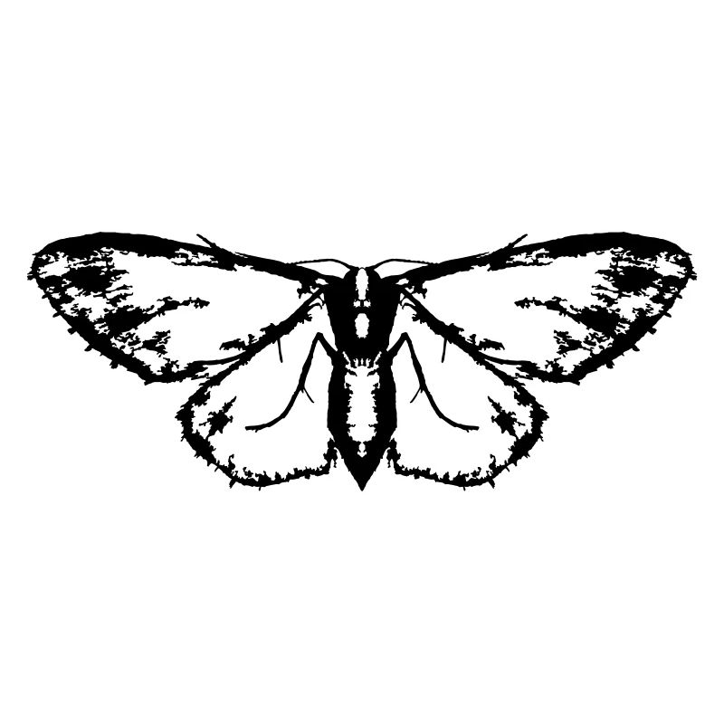 Moth / Butterfly / Moth