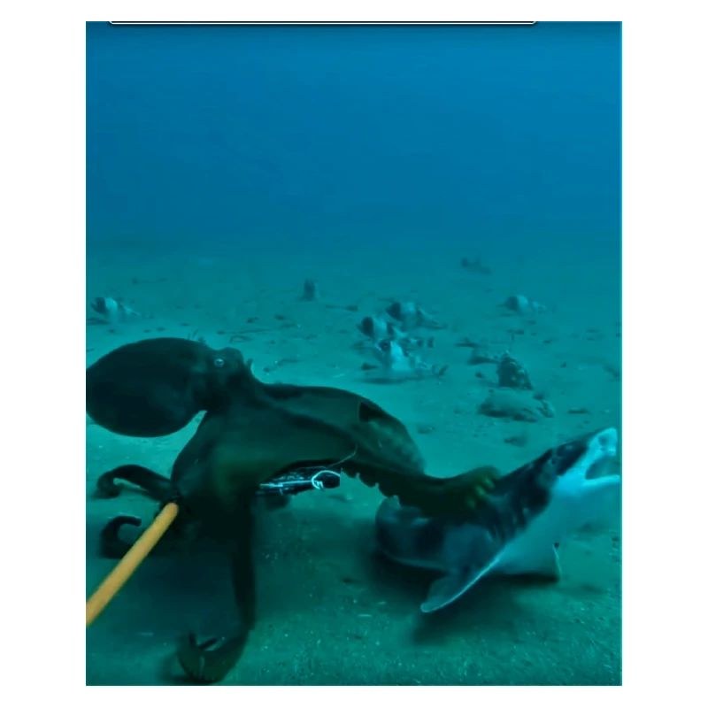 Unterwasser Kraken Rochen