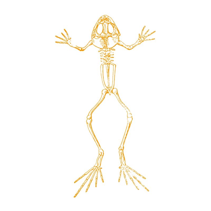Squelette de grenouille