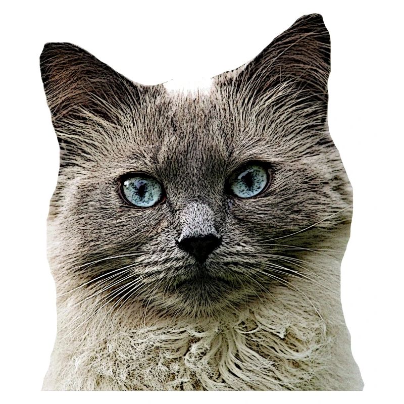 Cat Cats cat Cats Cat Head