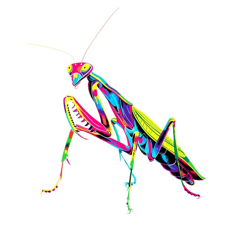 Praying Mantis Praying Mantis Love Mantis