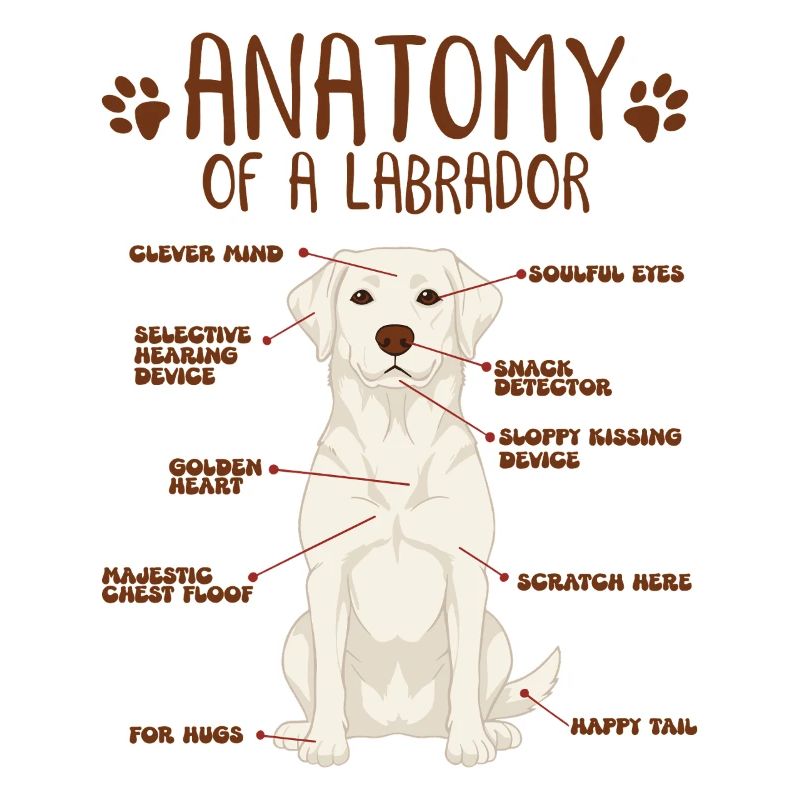 Anatomie d’un labrador blanc