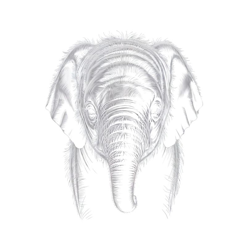 Tête d’éléphant