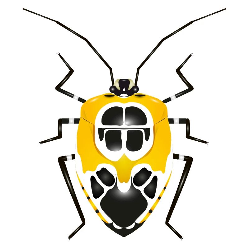 Runibia decorata Creepy Crawly Insect Yellow Black