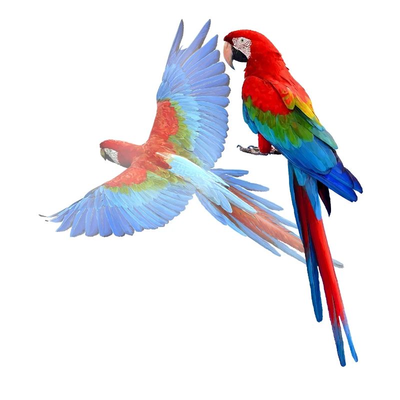 Parrot