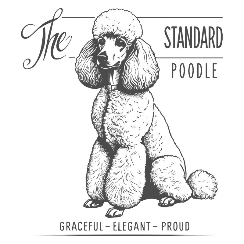 Caniche standard : une grâce distincte