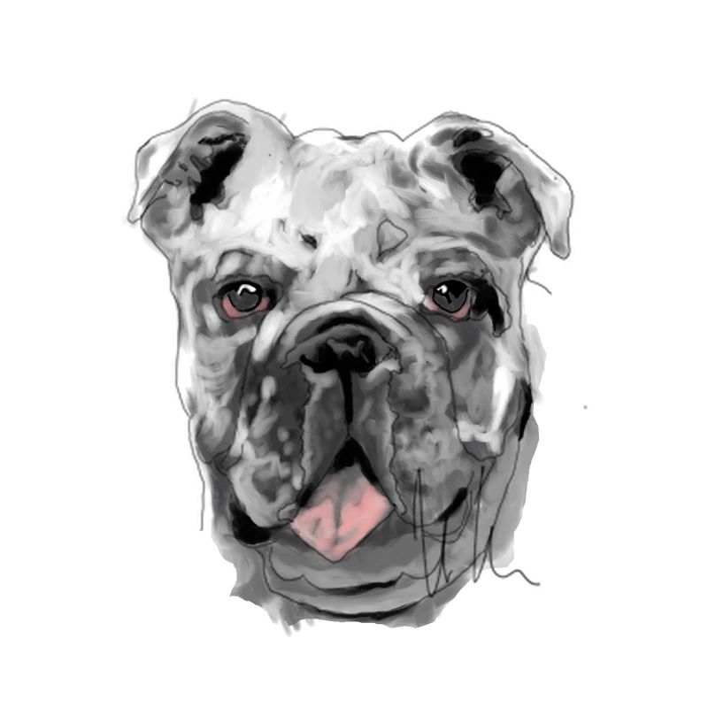 Bouledogue
