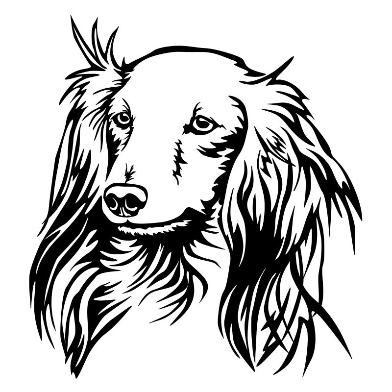 Dackel Kopf