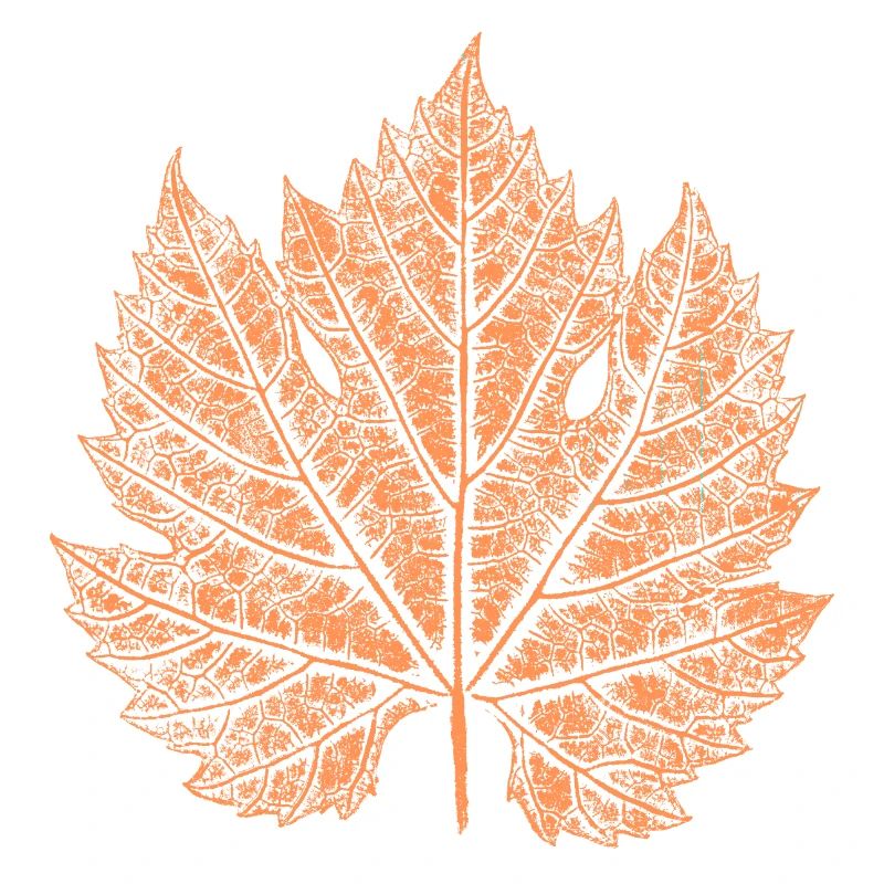 Vin / Blad / Efterår