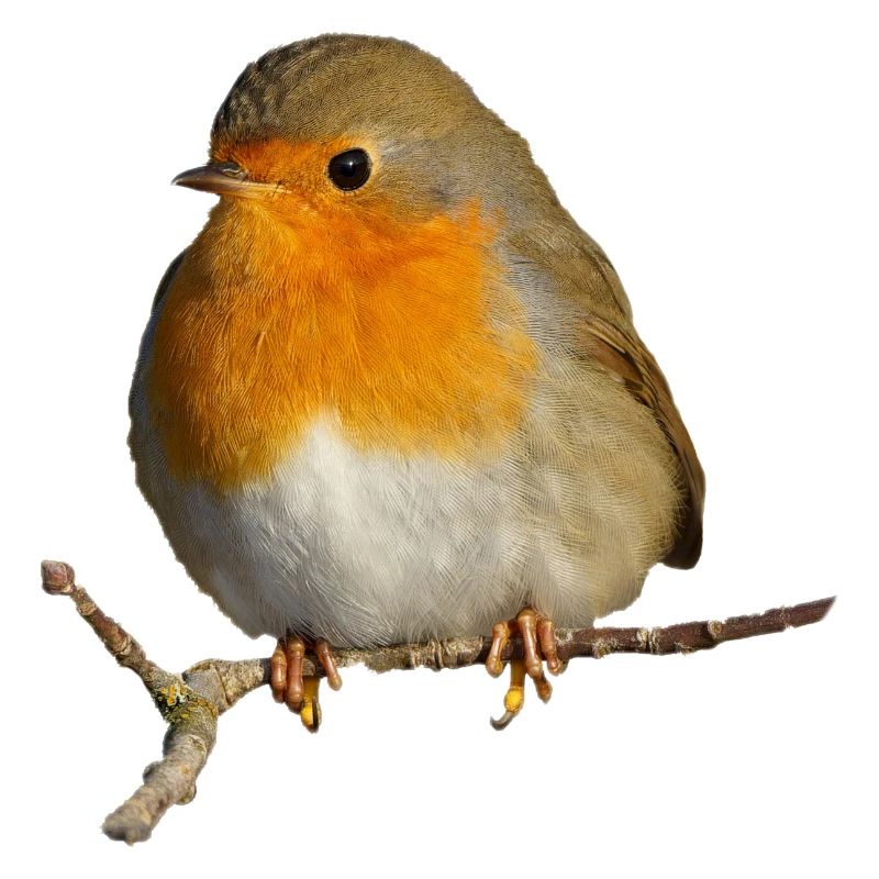 Rotkehlchen auf Ast sitzend