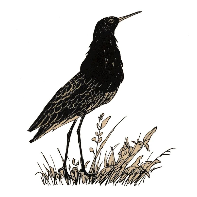 Oiseau