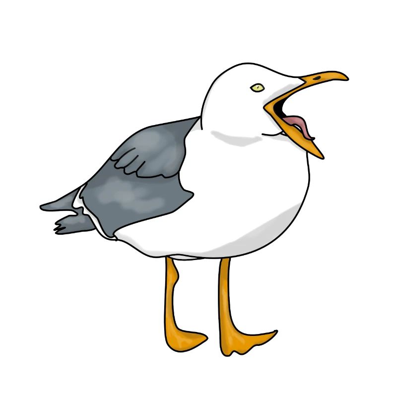 Möwe - Seagull