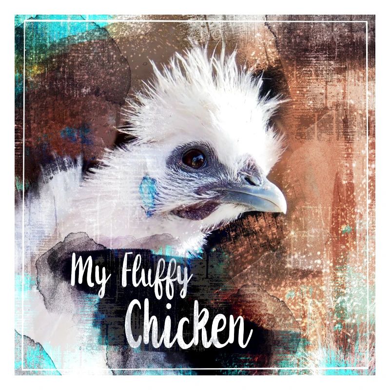 fluffy chicken Poster