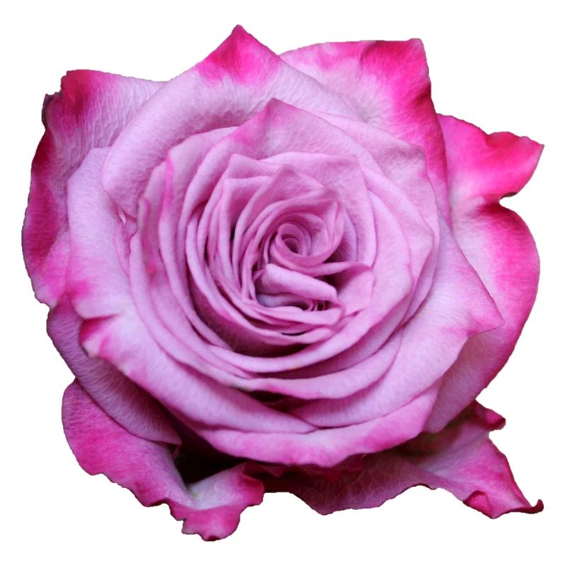 Fleur Rose Rose Fleur Fleurs Rose Rose Fleurs