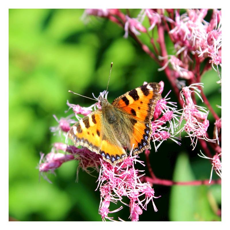 Schmetterlinge