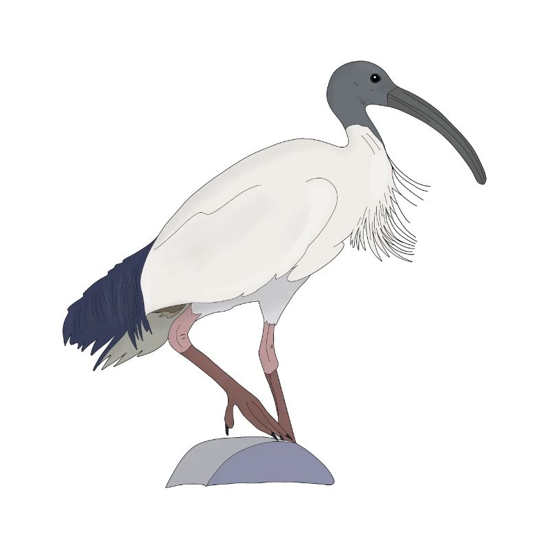 ibis bin Vogel
