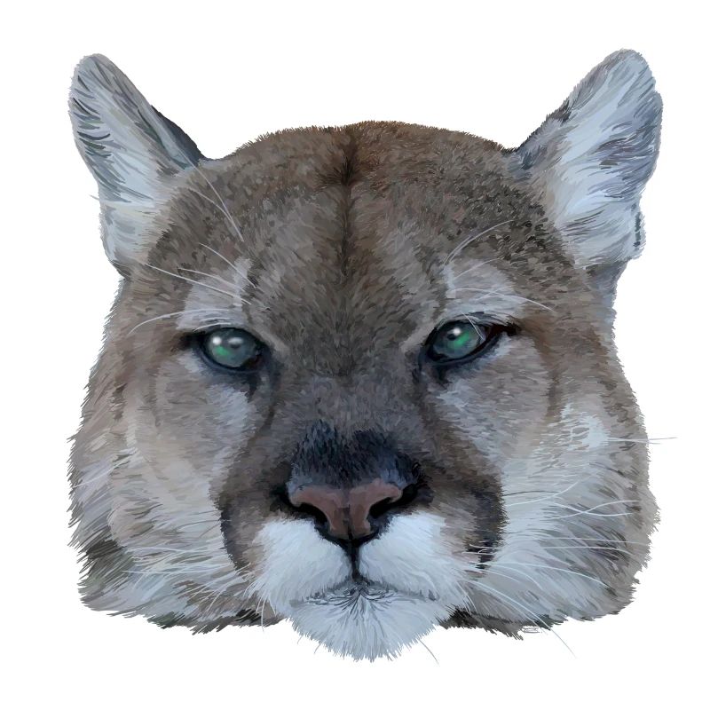 Panther